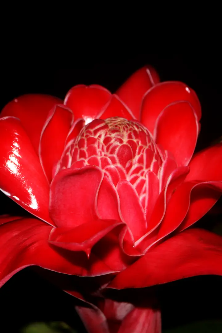 Flor de São Tomé